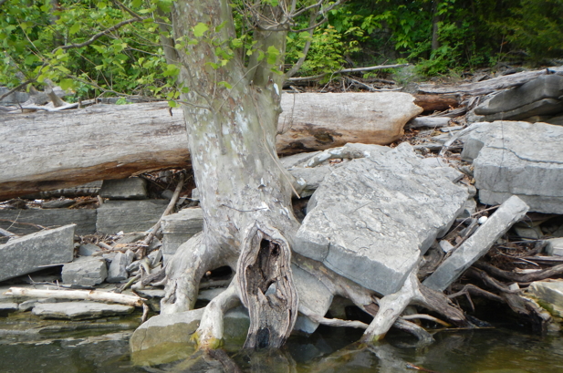 Sycamores rock